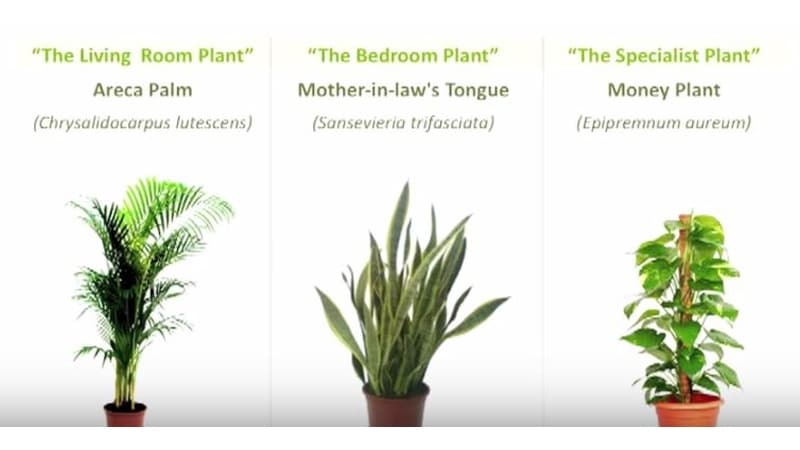 वायु प्रदूषण से बचने के उपाय: ये पौधे देंगे शुद्ध और फिल्टर की हुई हवा